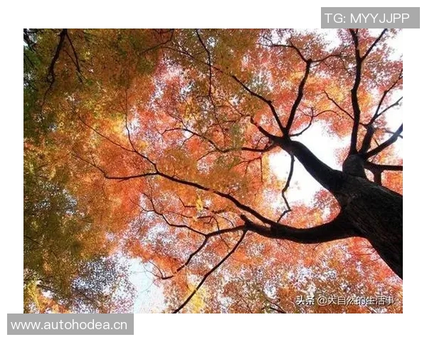 芦宁的成长之路：从平凡到卓越的奋斗故事与人生启示